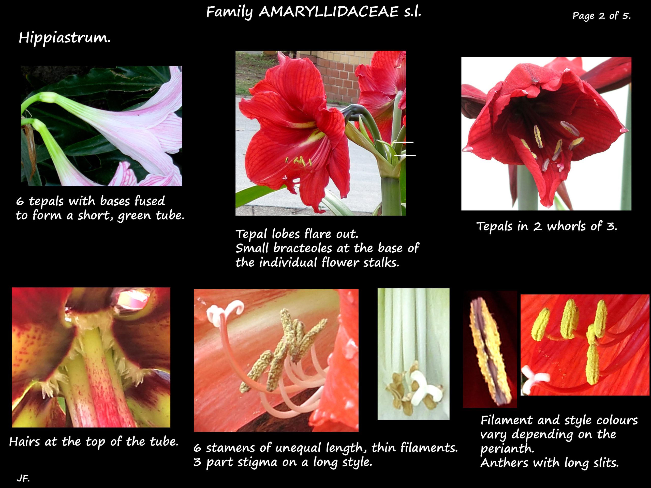 2 Hippiastrum tepals & stamens